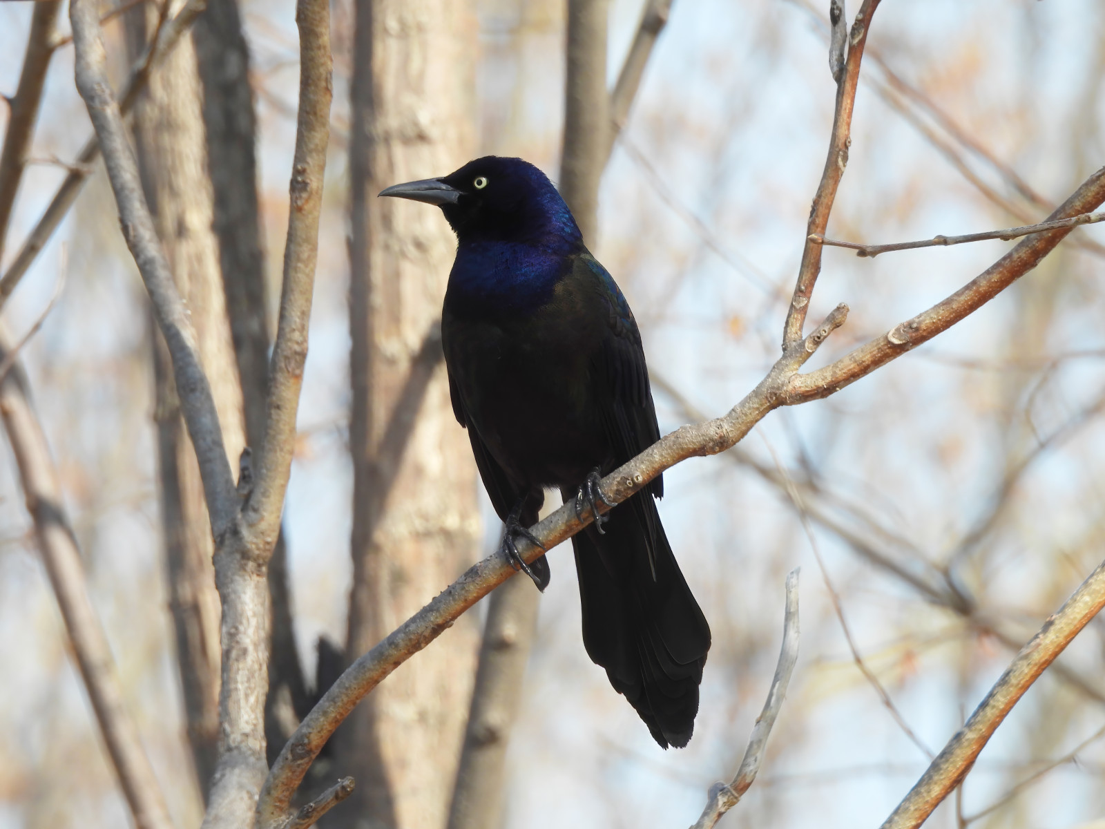 image Common Grackle
